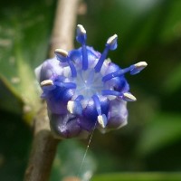 Memecylon capitellatum L.